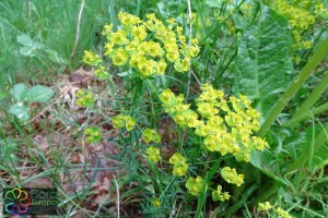 Euphorbia cyperissias(9)